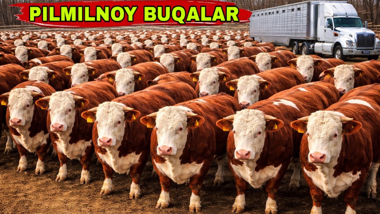 BUNAQA N1 BUQALAR XAR DOIMXAM KELMAYDI✅✅✅1 марта 2026 г.