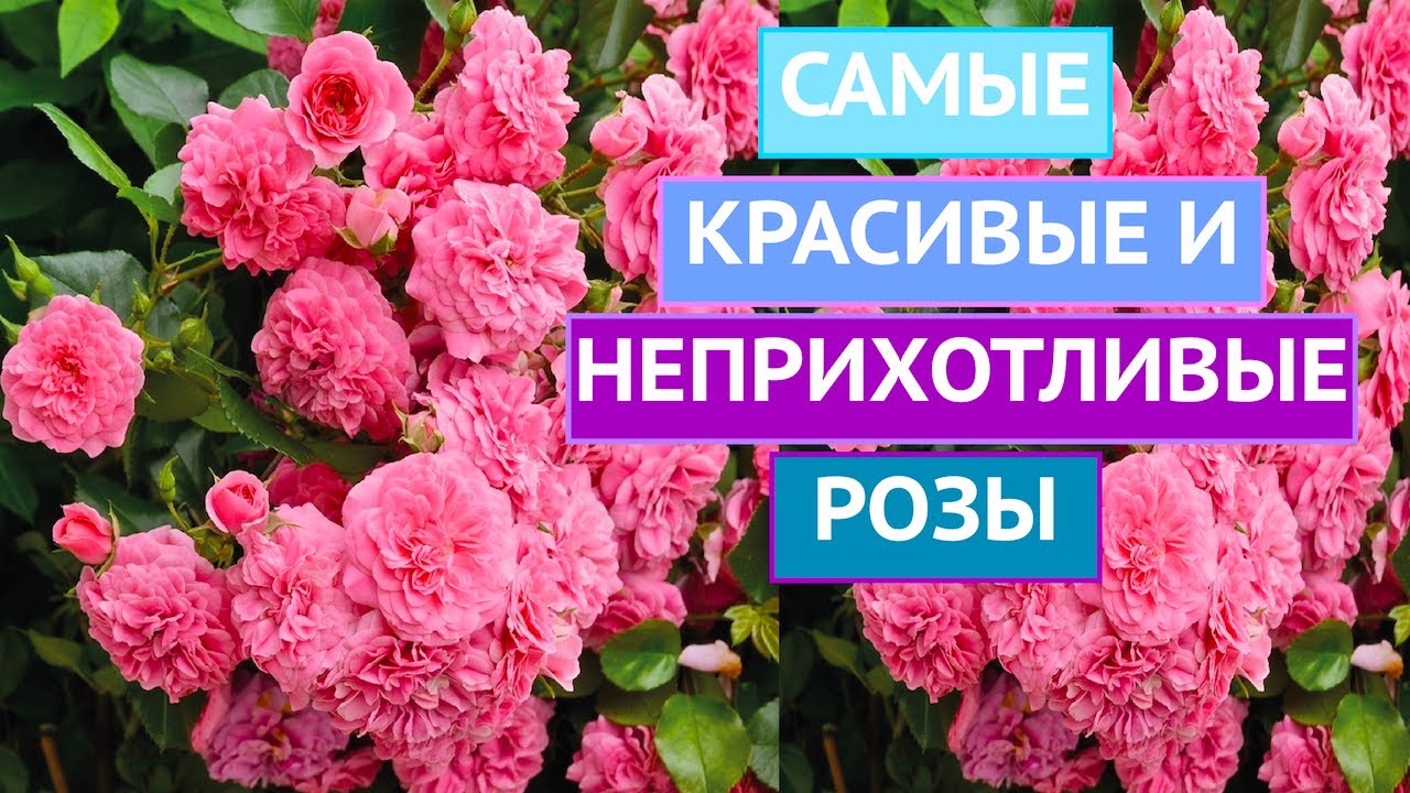 ПОЧВОПОКРОВНЫЕ РОЗЫ: ПРЕКРАСНЫЕ И НЕПРИХОТЛИВЫЕ!!!