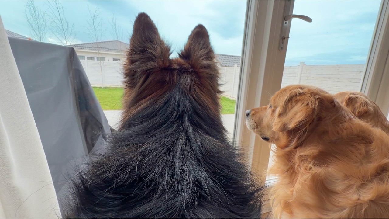 Leaving My Dogs And Cat Alone For One Hour To See What They Do