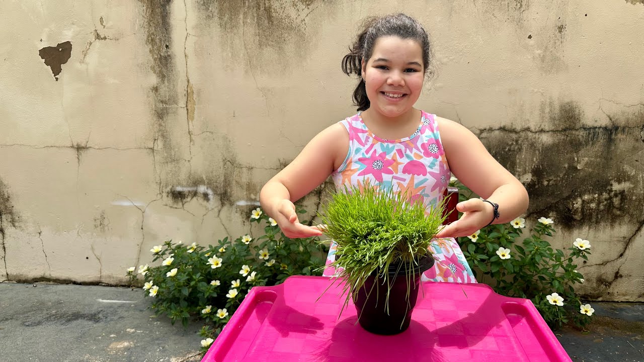 Como plantar alpiste. Plantando um vegetal . Plantando vegetal para trabalho da escola.