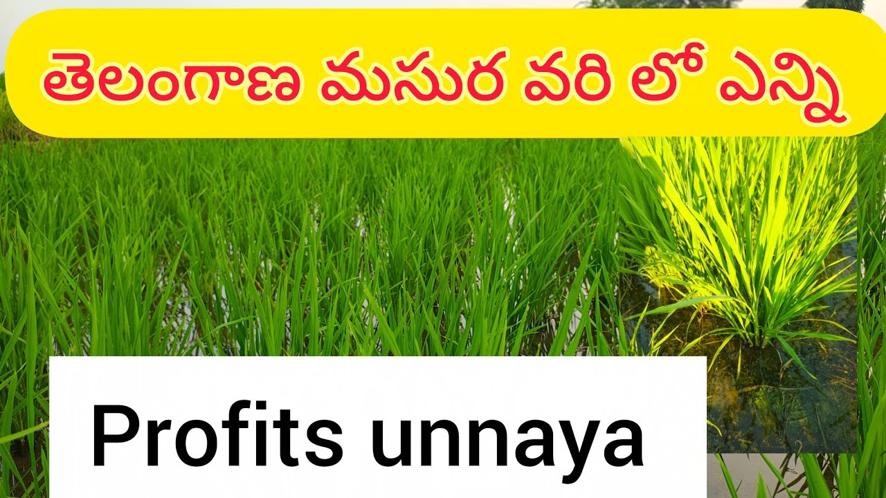 తెలంగాణ మసుర వరిలో ఏండా ఎంత పని చేసిందా#aggriculture#sireesh vlogs||