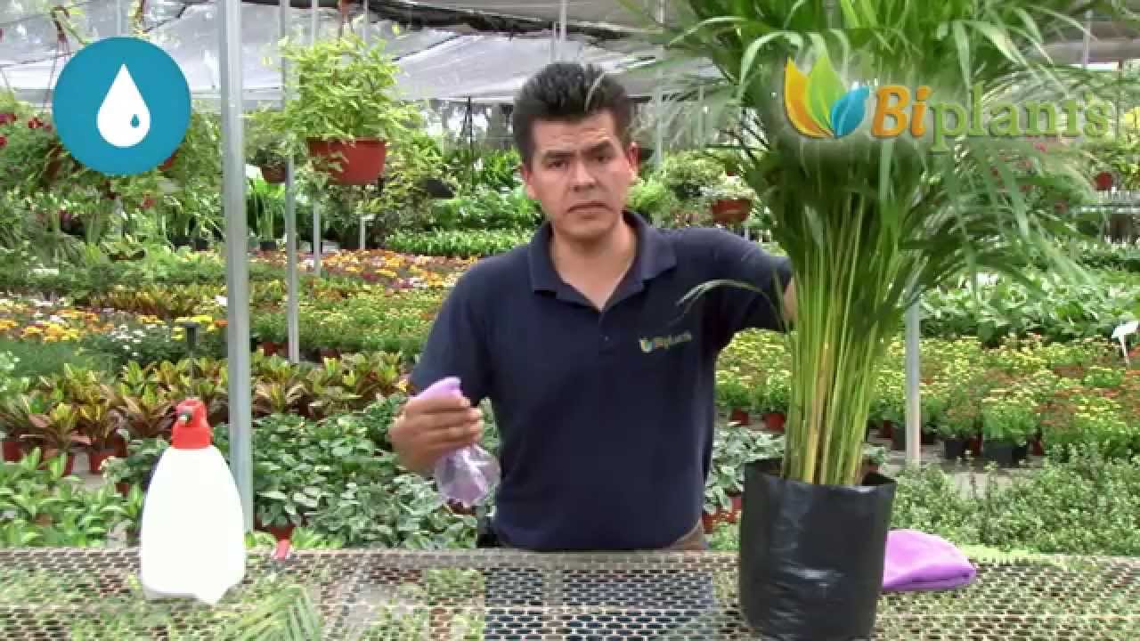 🌴 Tips de Arturo de Biplants para tener tu Palma Areca más bella 🌴