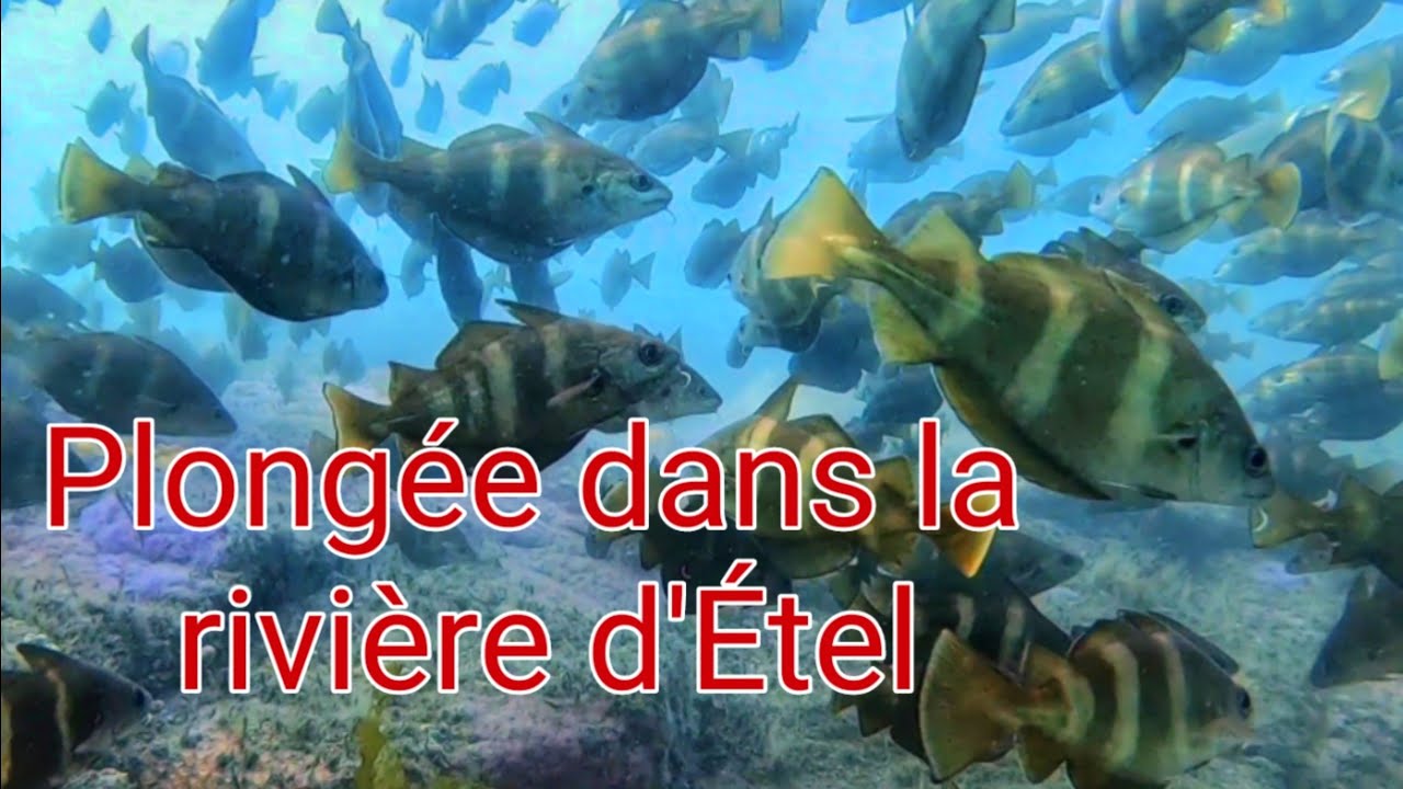 Plongée dans la rivière d'Étel