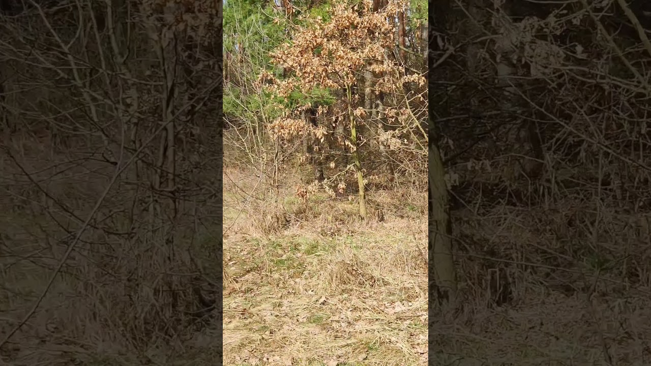 Yellow 💛 brimstone #Butterfly 🦋 flying in the Spring Forest 4k #Insects Life Shorts Video