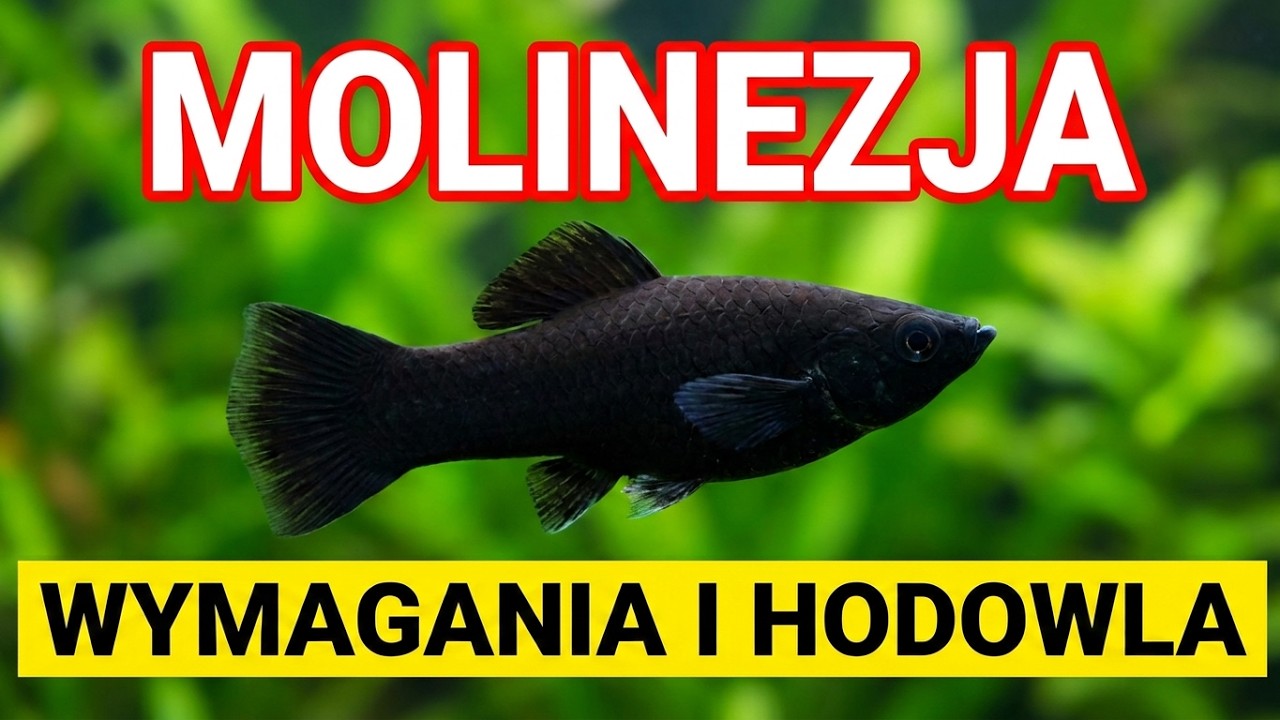 MOLINEZJA OSTROPYSKA / Poecilia sphenops / RYBY, które jedzą GLONY