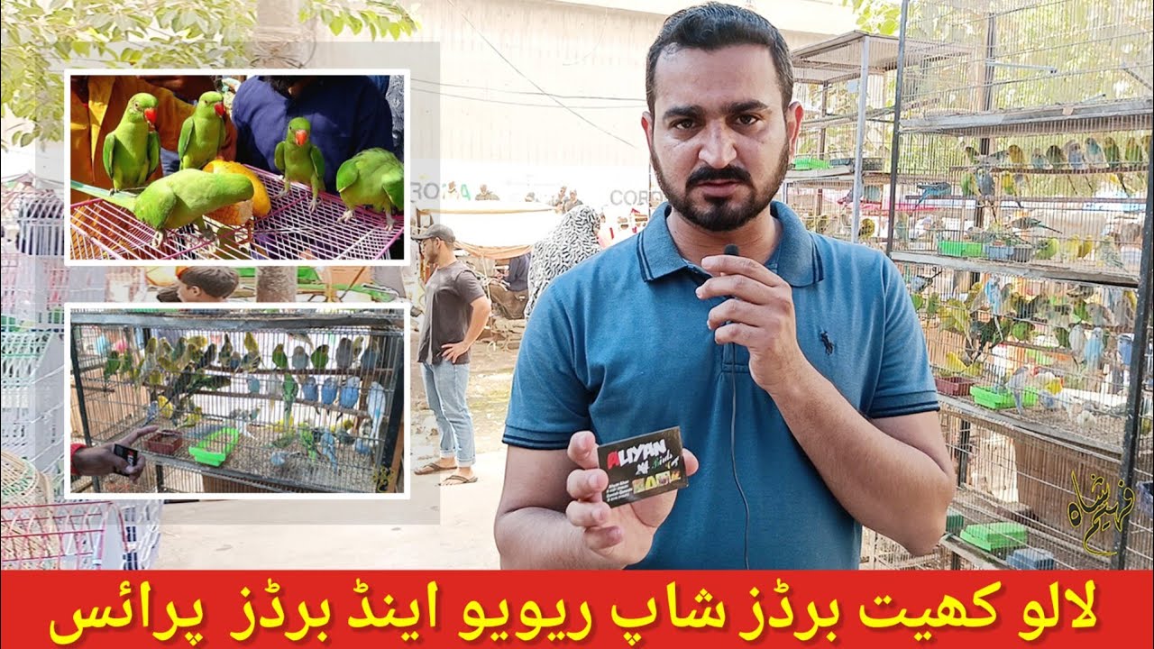 Visited at Lalukhet birds Shop 🦜 | Lalukhet Sunday bird Market  2023