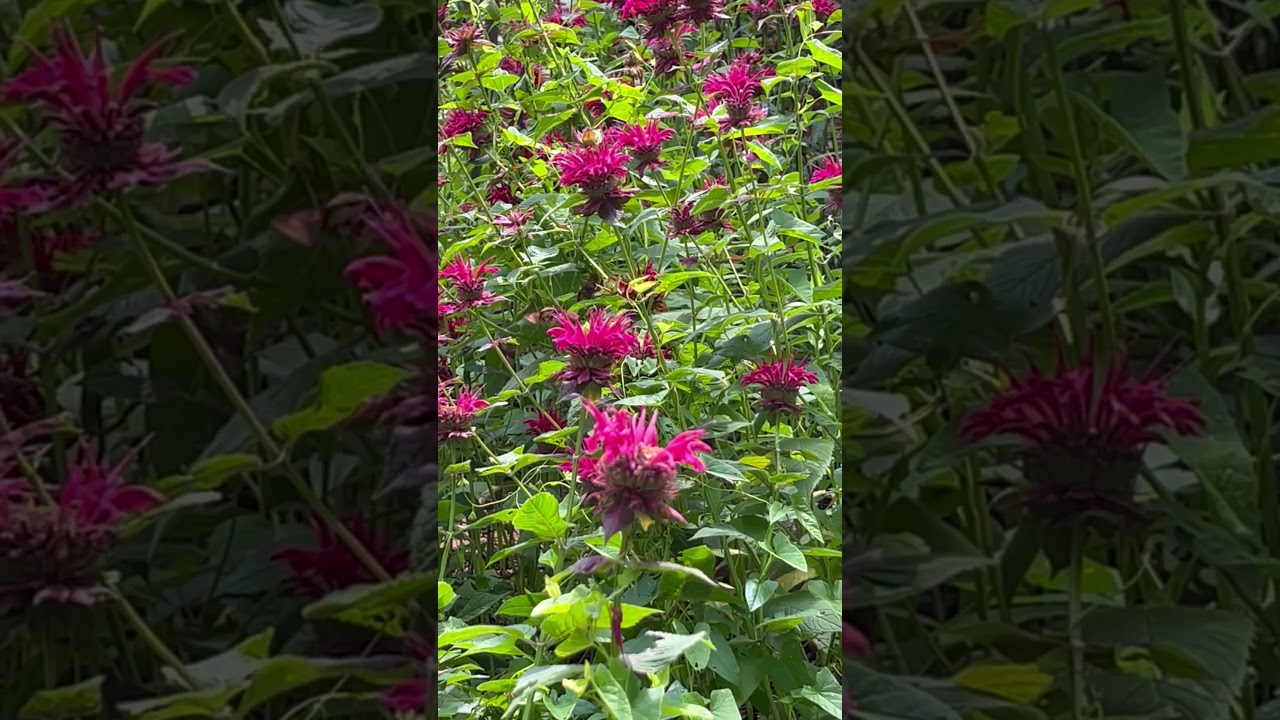 Hummingbird moth on Bee balm  #hummingbirdmoth #beebalm #pollinators  #pollinatorgarden #pollinator