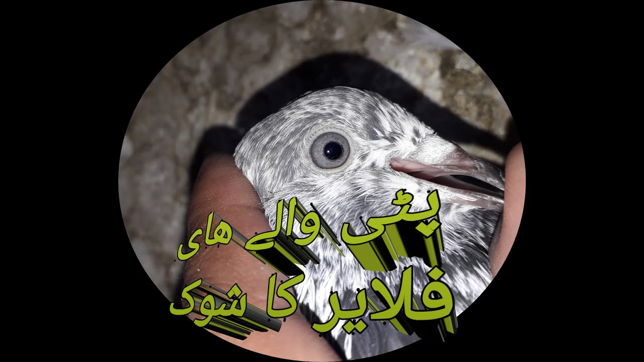 pattiwaly high flyer kabootar ka shooq by BG pigeons loft