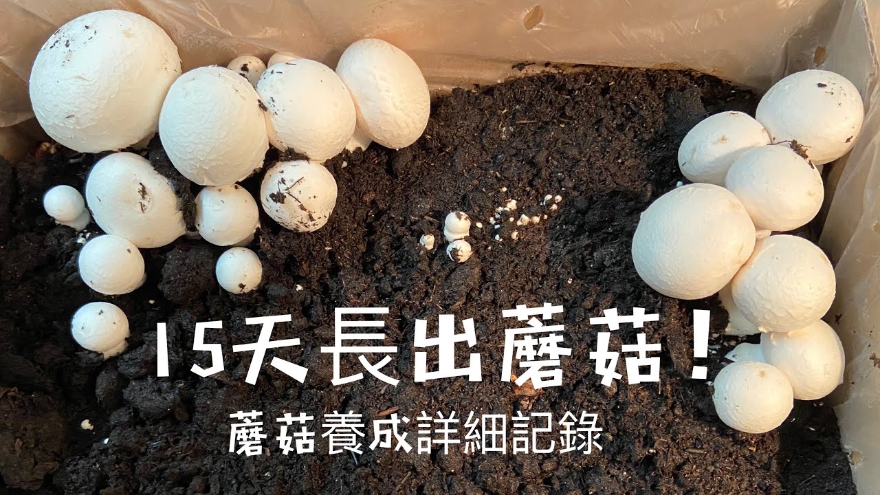 《超詳細》寒冷秋冬15天長出蘑菇秘訣公開Only take 15 days mushroom come out during fall and winter/ White bottom