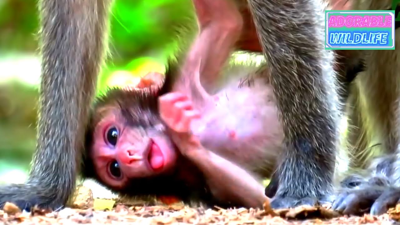 Very nice newborn baby monkey trying hard to hug mom carefully