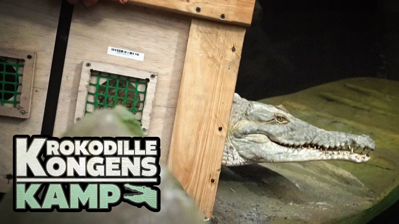 Krokodillekongens kamp (3:7) Vokseværk