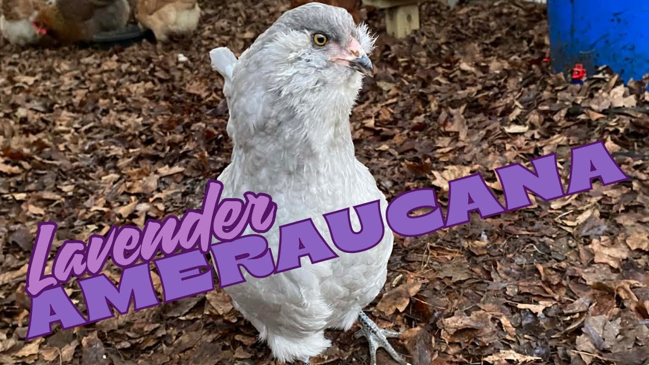 Ranking My Chicken Breeds - Lavender Ameraucana
