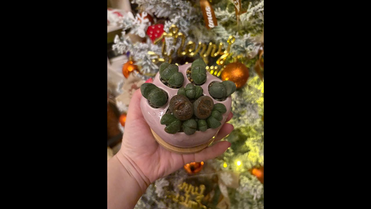 Сажаем литопсы в кошачью лапу.