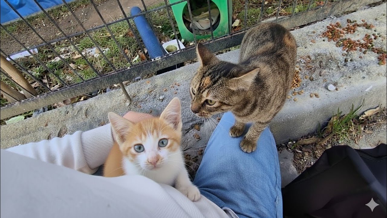The mother cat saw her kitten in my arms and gently asked to have her baby back.