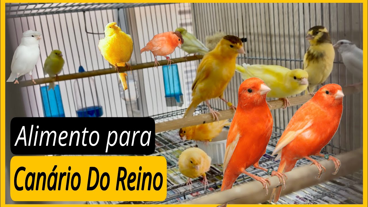 Alimento para Canário do Reino Belga: O Que Dar e Como Oferecer!