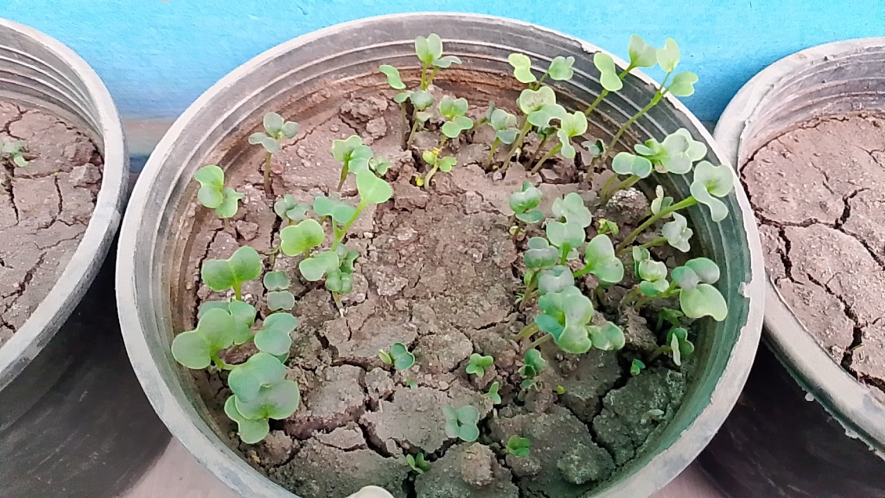 متابعةpart2نمو الكسبرة🌱والبقدونس🍀والفجل🌿والجرجير|معلومات عن التسميد بعد الانبات | اجمل منظر طبيعي🌿