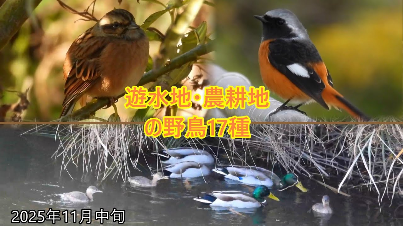池の水鳥　シメの鳴き声♪　頭がハゲたスズメ　まん丸可愛い鳥　あくびする小鳥など