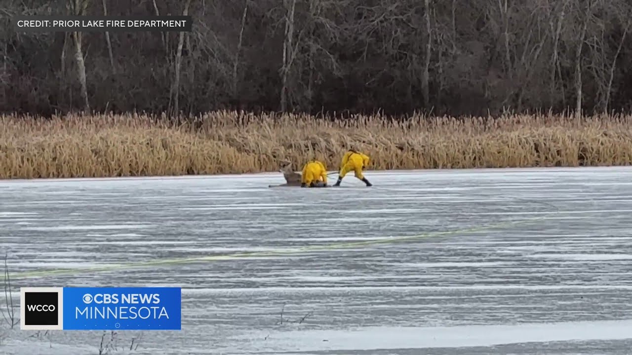 Firefighters in Prior Lake rescue deer trapped on thin ice