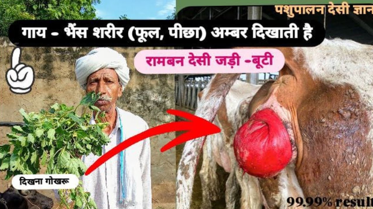 पशु के फूल, पीछा, अम्बर का रामबाण देशी दवाई 💯। Proleps in animals #trendingvideo #pashupalan 