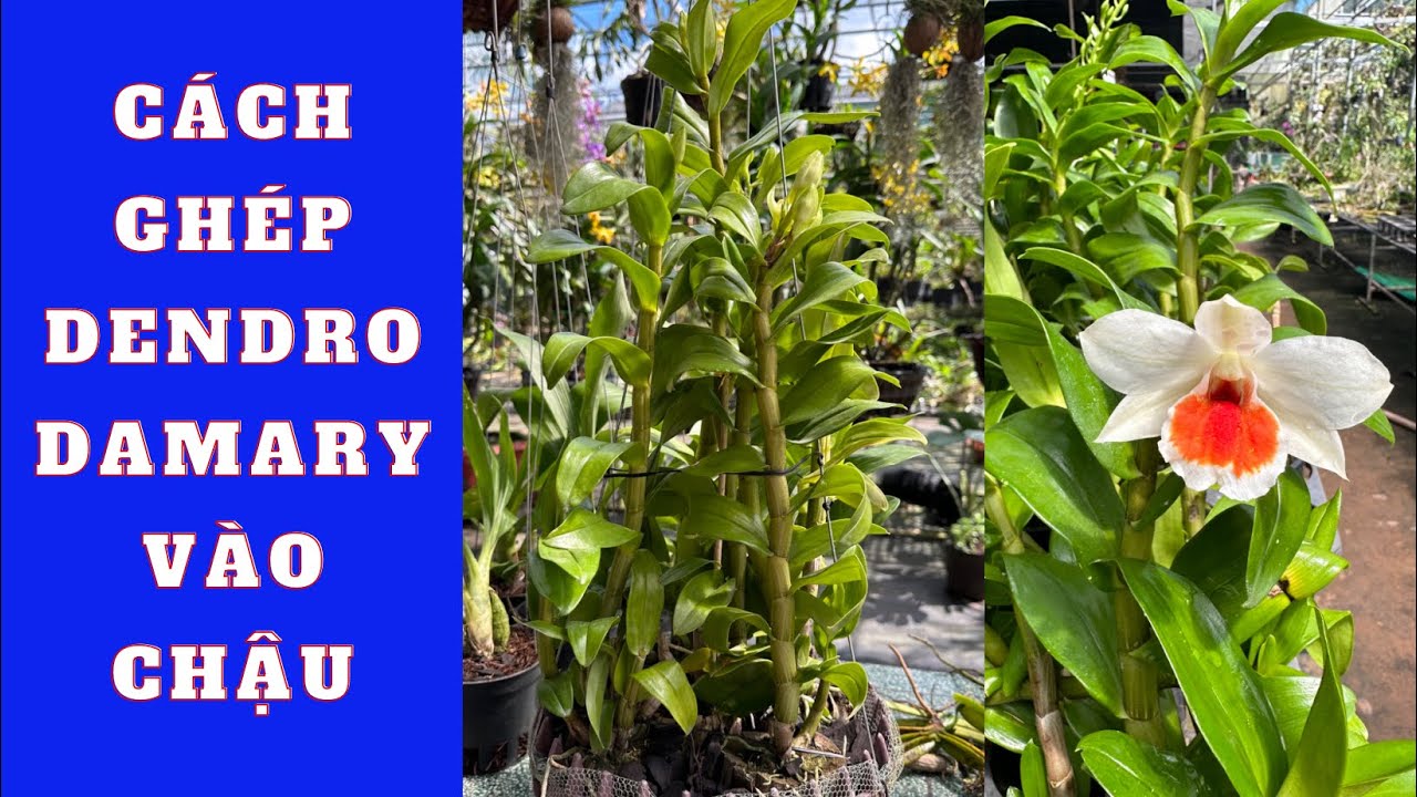 Cách thay chậu lan dendro damary đơn giản