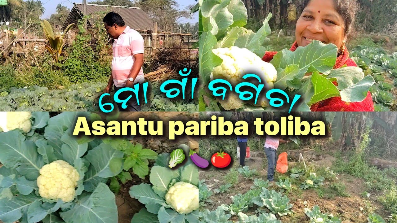 Sangamane asantu ama gaon bagicha tike buli asiba 🥰🏡