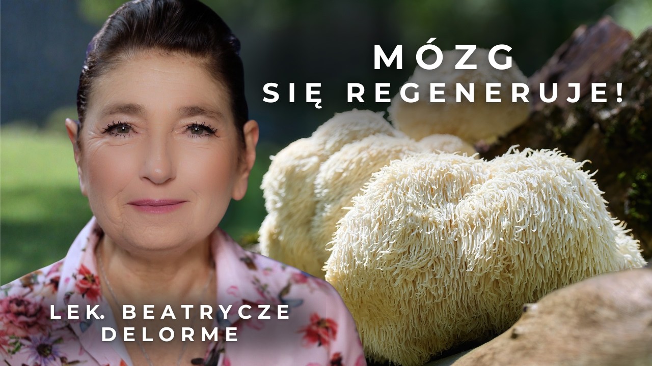 SOPL&Oacute;WKA JEŻOWATA - grzyb kt&oacute;ry regeneruje m&oacute;zg: Alzheimer, udary, autyzm | lek. Beatrycze Delorme
