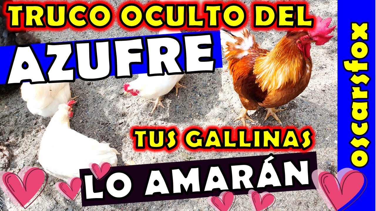SECRETO REVELADO 👉 ADIOS Piojos y Acaros. 💖👍👍👍 corucos ASI se Usa el AZUFRE dentro del Gallinero.