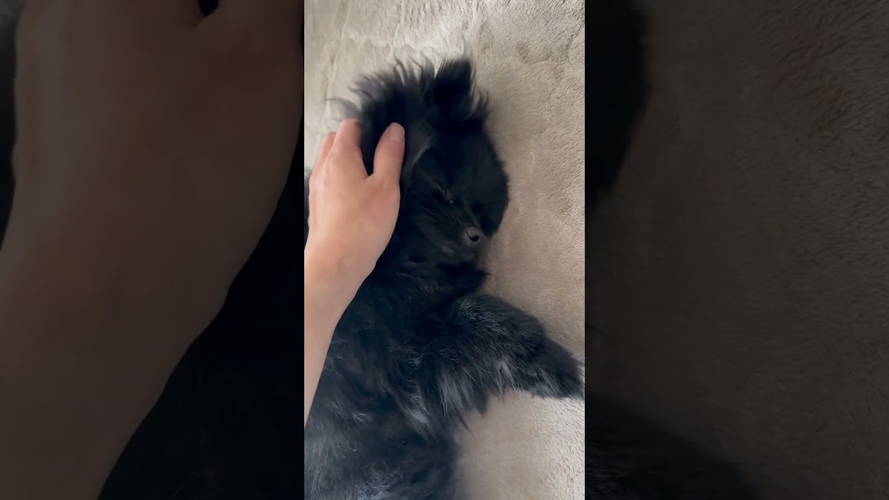 何歳になっても赤ちゃんみたい#dog ＃ポメラニアン＃黒ポメ#かわいい犬 ＃癒し