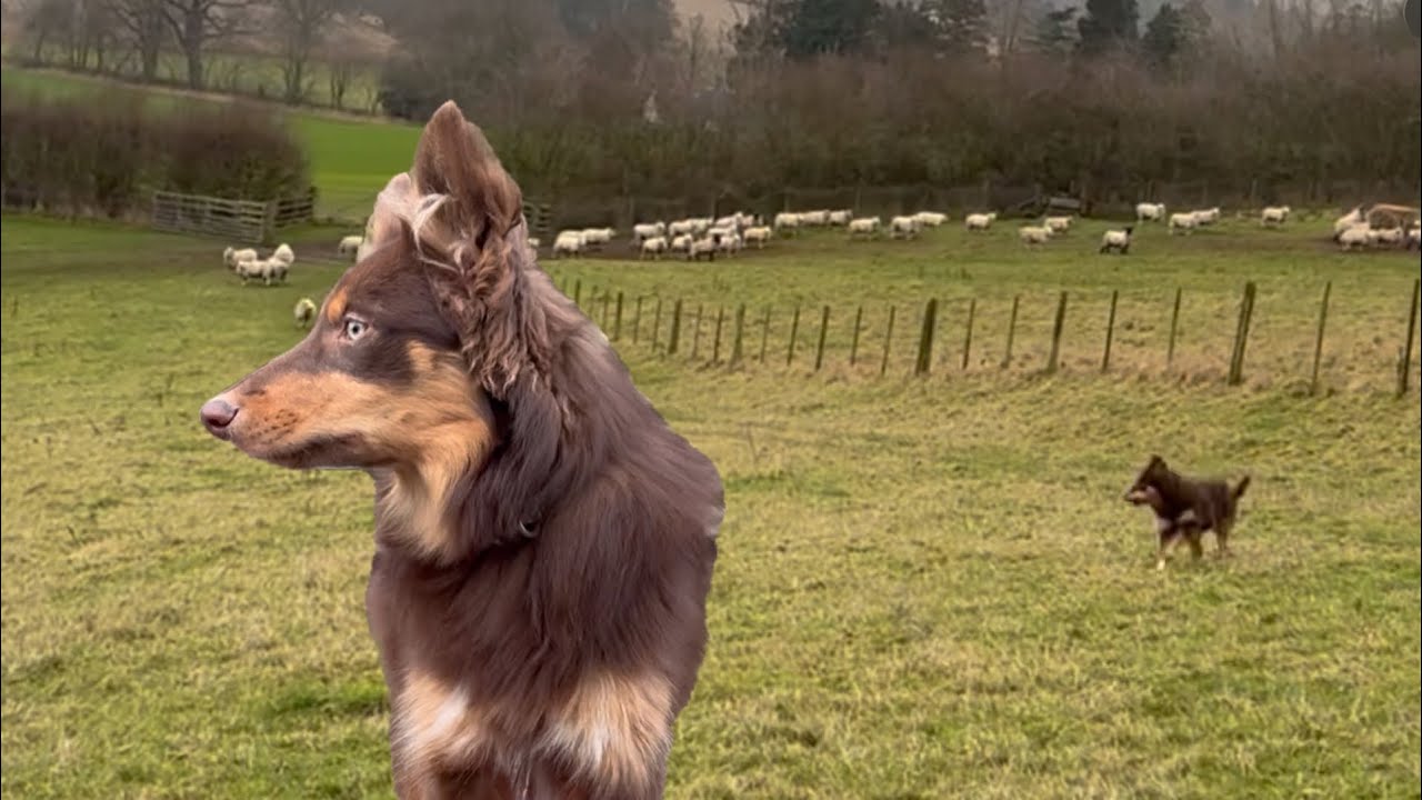 Puppy first time herding sheep alone - a little hectic 