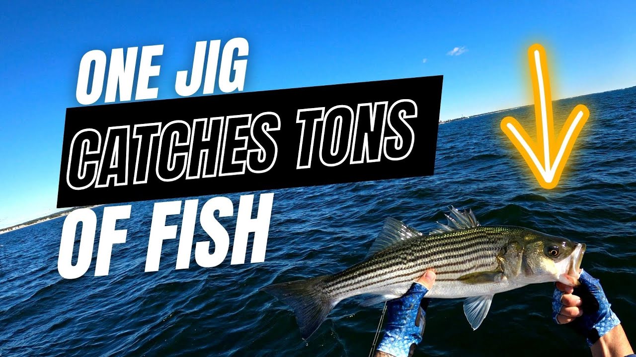 Fall Run Fishing in Long Island Sound | Bass, Blues, & Albies