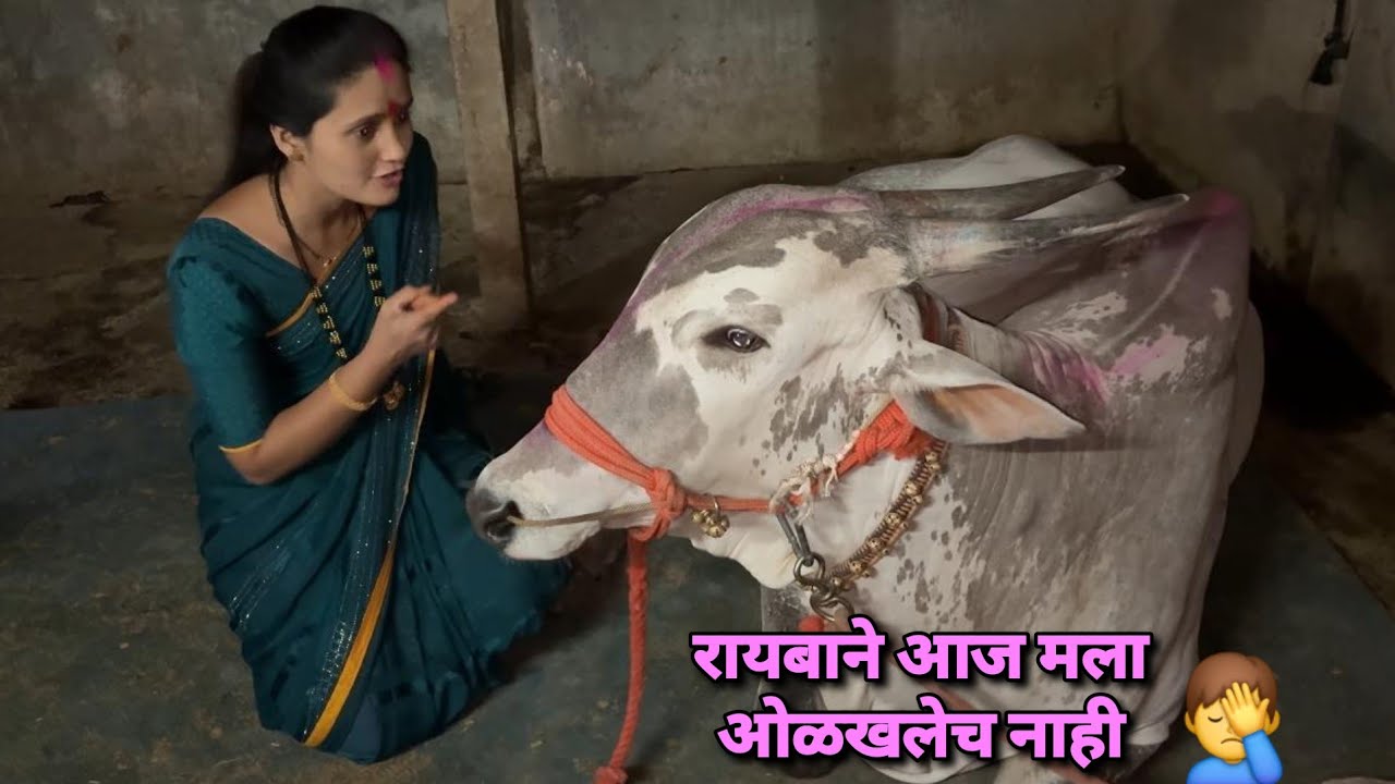 रायबाने आज मला ओळखलेच नाही 🤦‍♂️ | Bailgada Sharyat |