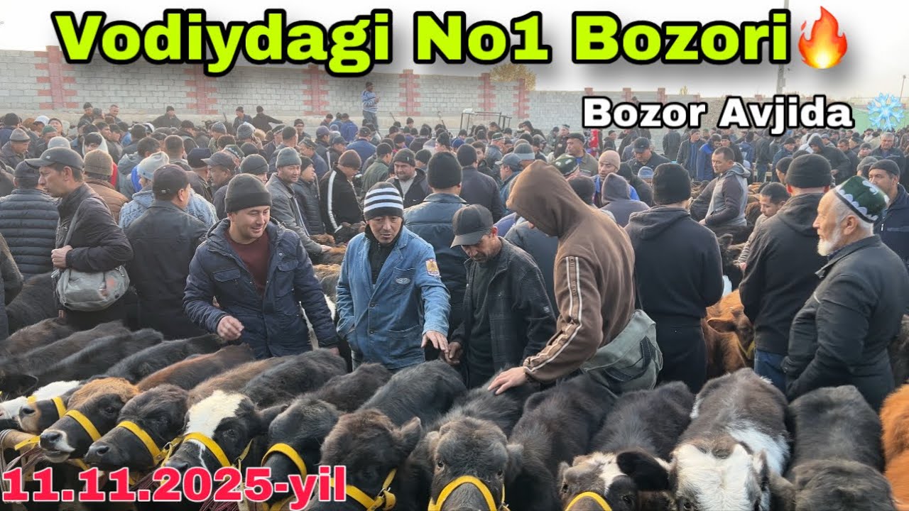Shahidon Mol bozori - Yosh buqacha va buqalar narxlari &bull; 11.11.2025-yil