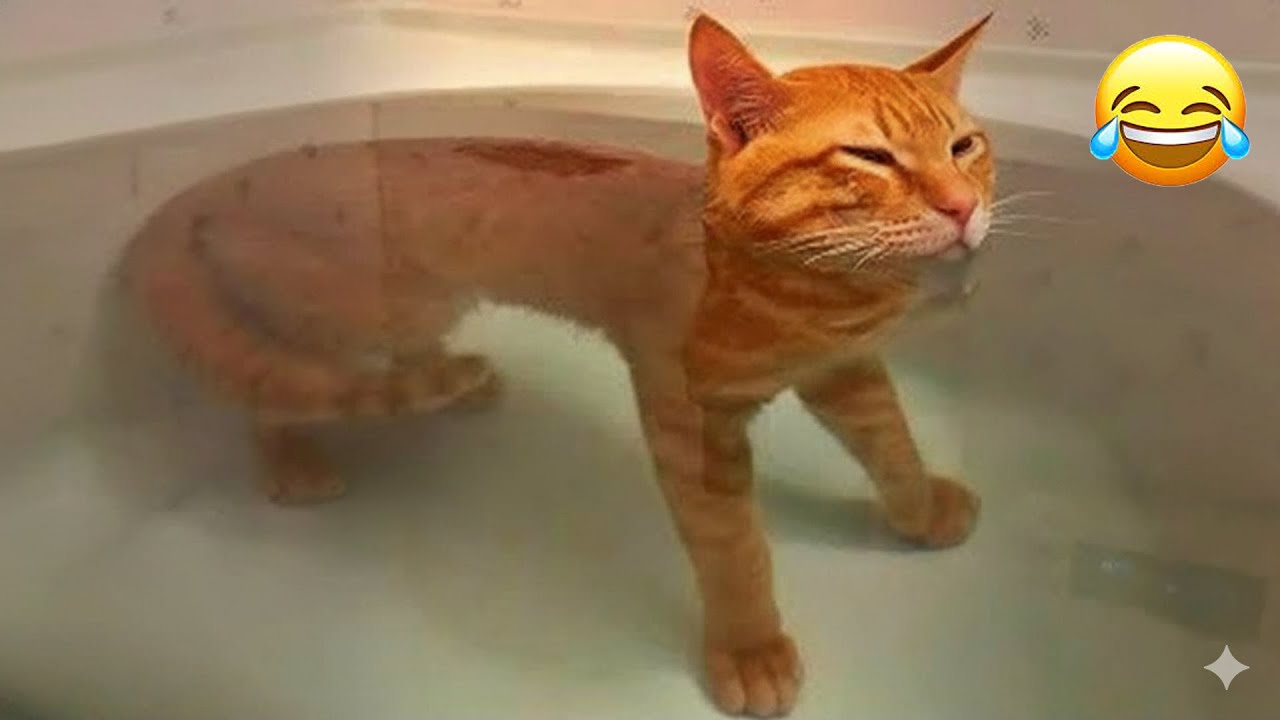 You Laugh You Lose 😂 Funniest Cats and Dogs 2026 🐩💓 Part 22