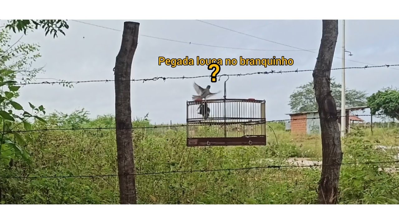 pegada louca no branquinho?