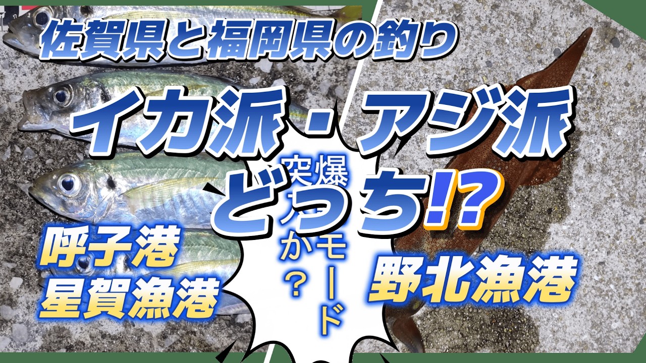 ヤリイカとアジ釣り・爆釣モード突入か？「佐賀県と福岡県の釣り」星賀漁港・呼子港・野北漁港「キャンピングカー車中泊で日本全国釣りの旅」