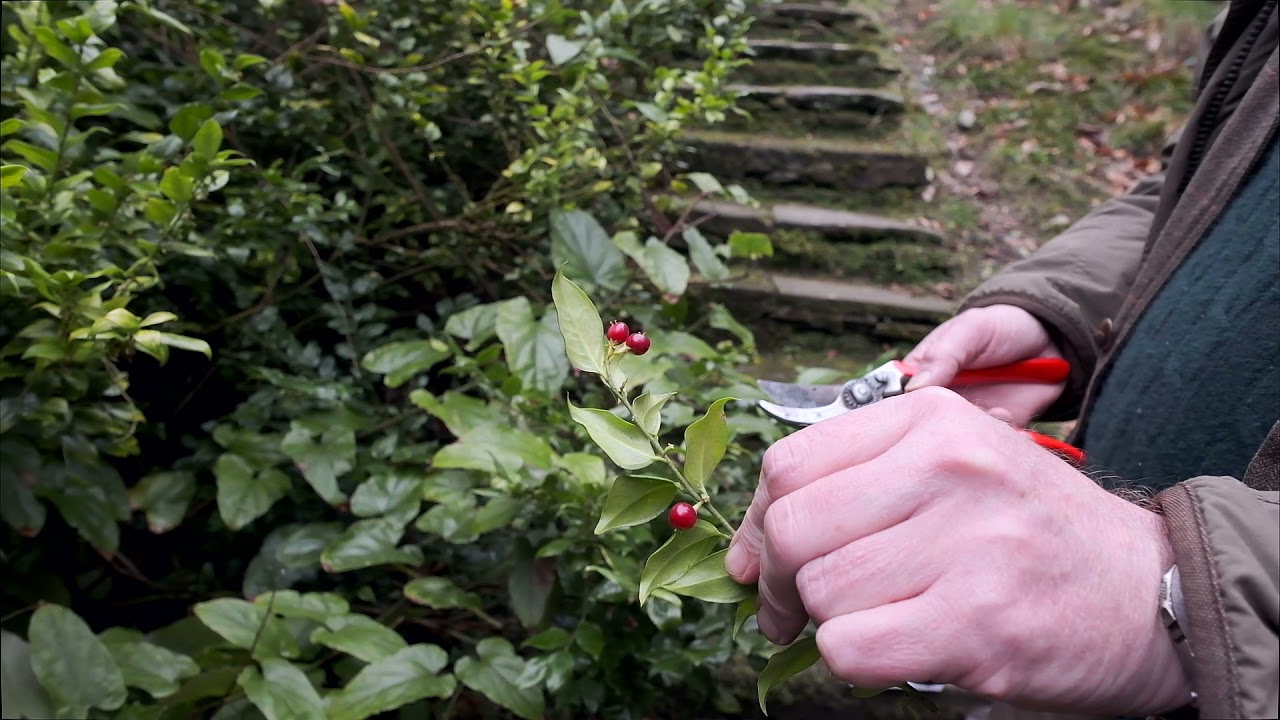 Five different species of Sarcococca - Caerhays