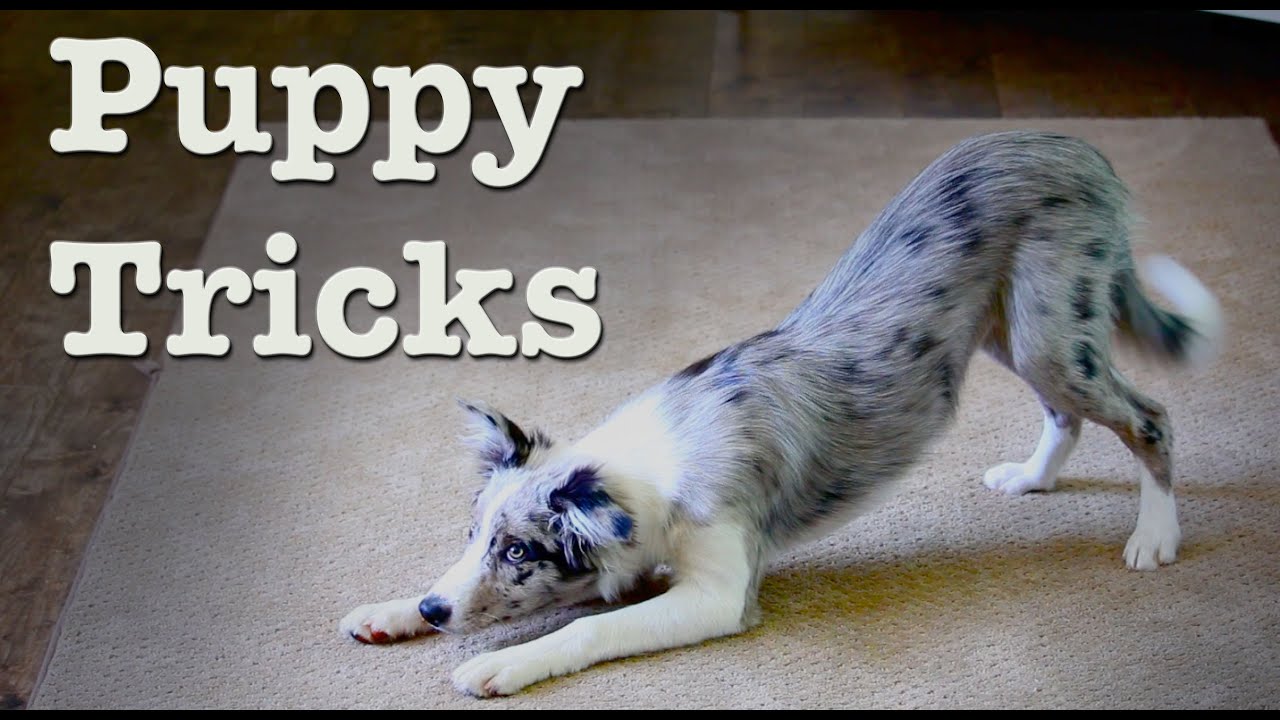 Puppy tricks  to 5 years time - Noah and the Whale