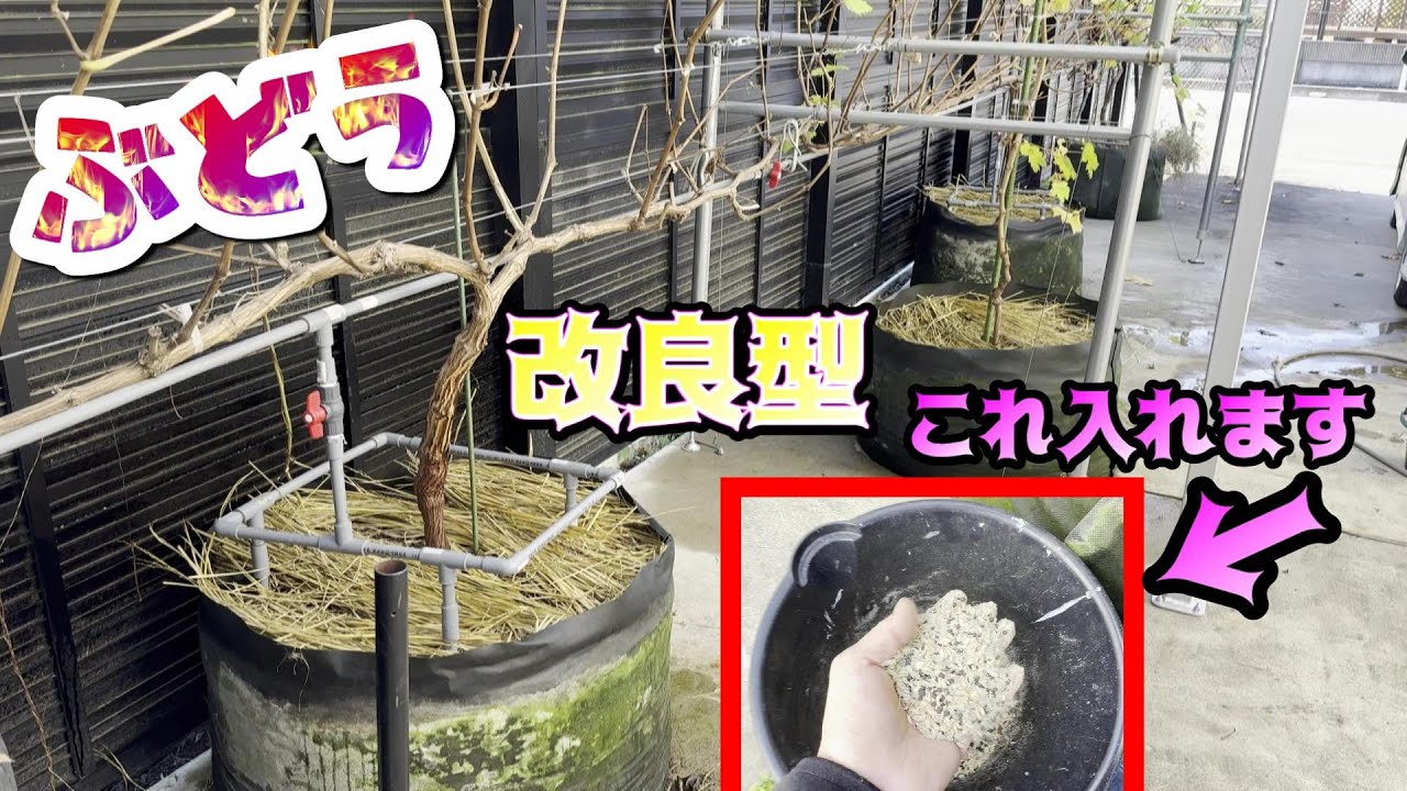 １年目ブドウも根張り抜群　いい根っことは？堆肥【変更点有り】肥料なども。失敗した情けないシャインも根が、、＃シャインマスカット＃鉢植え＃ぶどう栽培＃ルートラップ＃ぶどう