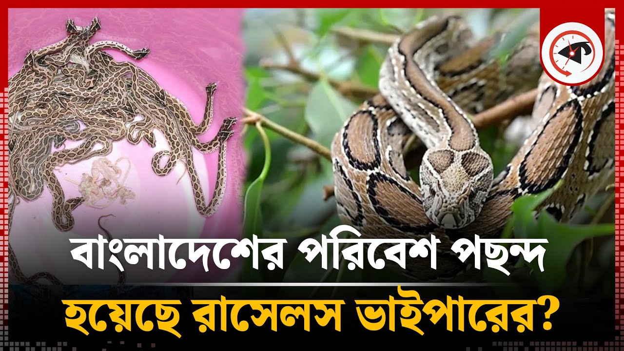 দেশে রাসেলস ভাইপার যে কারণে এত দ্রুত ছড়াচ্ছে | Russell's Viper | Snake in Bangladesh | Kalbela