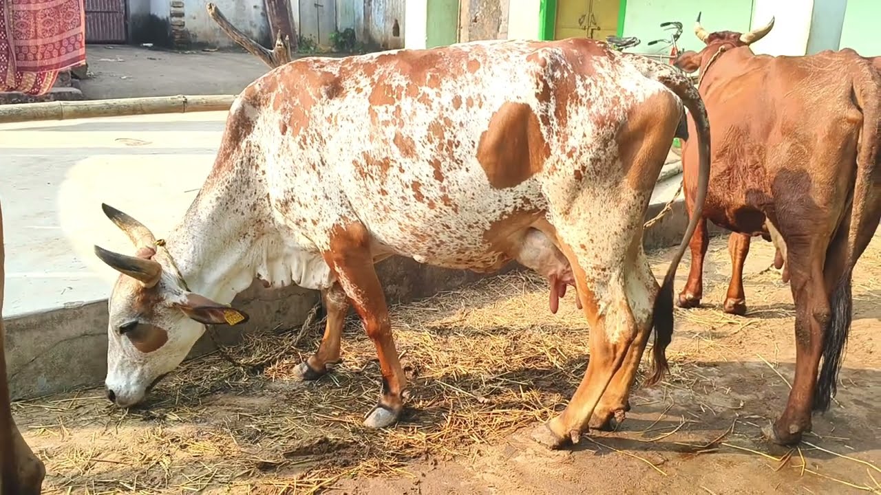 Dairy Farm Update. Dairy farm in odisha, dairy management and breeding of cows, cow farm in odisha. 