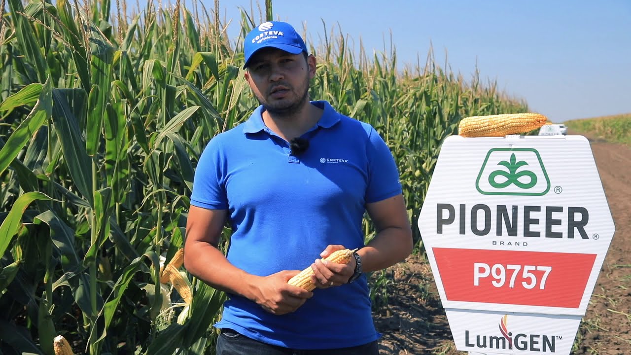 Testimonial porumb P9757 - Catalin Stoianof