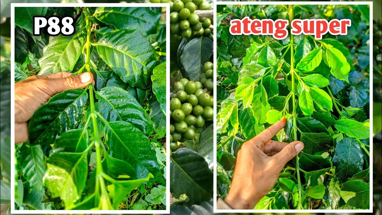 PERBEDAAN RANTING DAUN JENIS KOPI ARABIKA P88 SAMA ANTENG SUPER TIPE KT