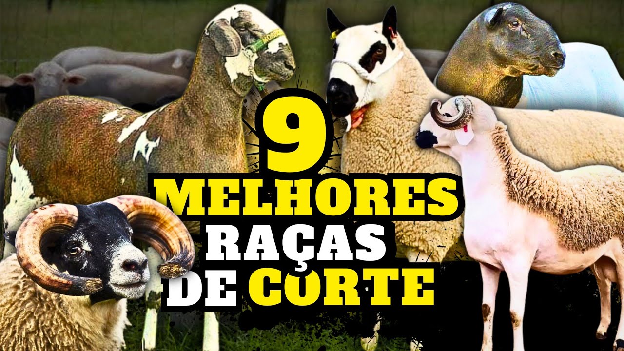 AS MELHORES RAÇAS DE OVELHAS PARA PRODUÇÃO DE CARNE: Descubra as Campeãs da Pecuária!