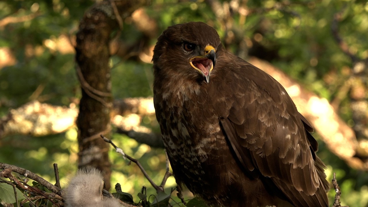🔴 LIVE wildlife cameras 🌿 9 June 🐦 BBC Springwatch 2026