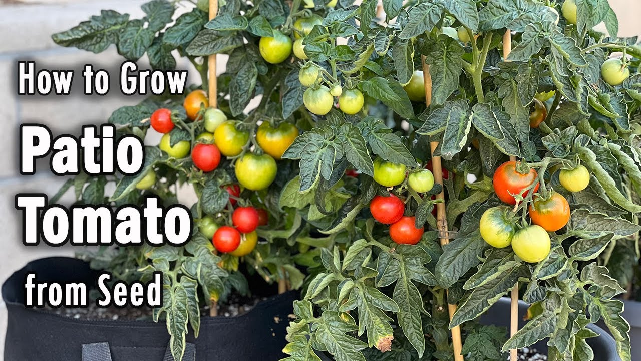 How to Grow Tomatoes from Seed in Containers (Patio Tomato) | Easy planting guide