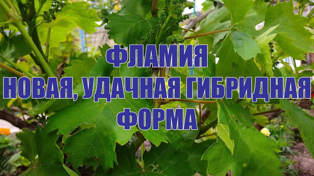 Фламия - новая, удачная гибридная форма