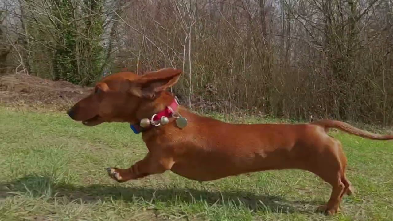Dachshund running in slow motion
