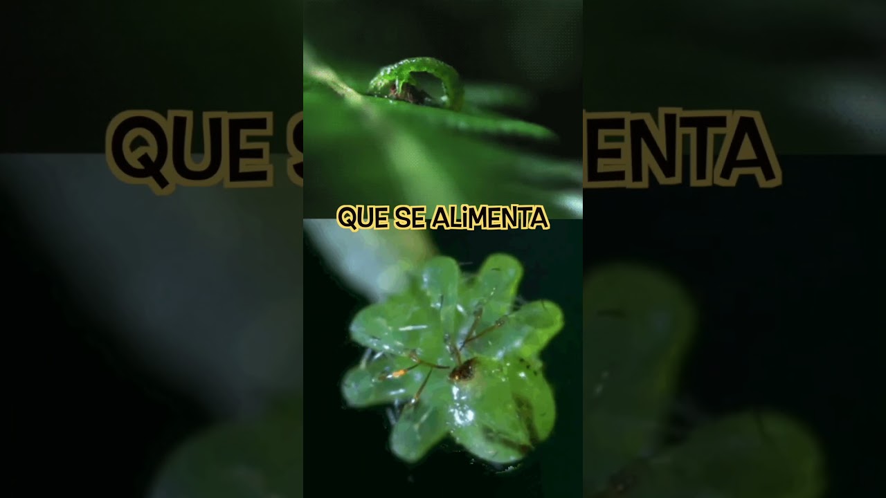 Datos INUSUALES sobre las ORUGAS 🐛🤨 | insectos sorprendentes #orugas #datoscuriosos #animales