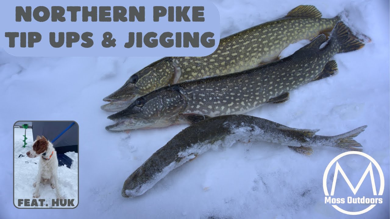 PIKE on TIP-UPS and JIGGING (Ice Fishing Northern Michigan)