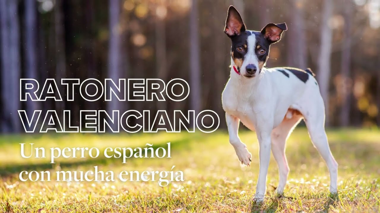 Ratonero valenciano: un perro español con mucha energía